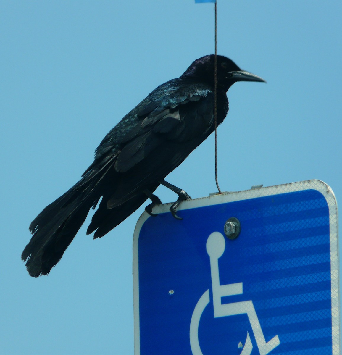 Boat-tailed Grackle (westoni) - Sean McCool