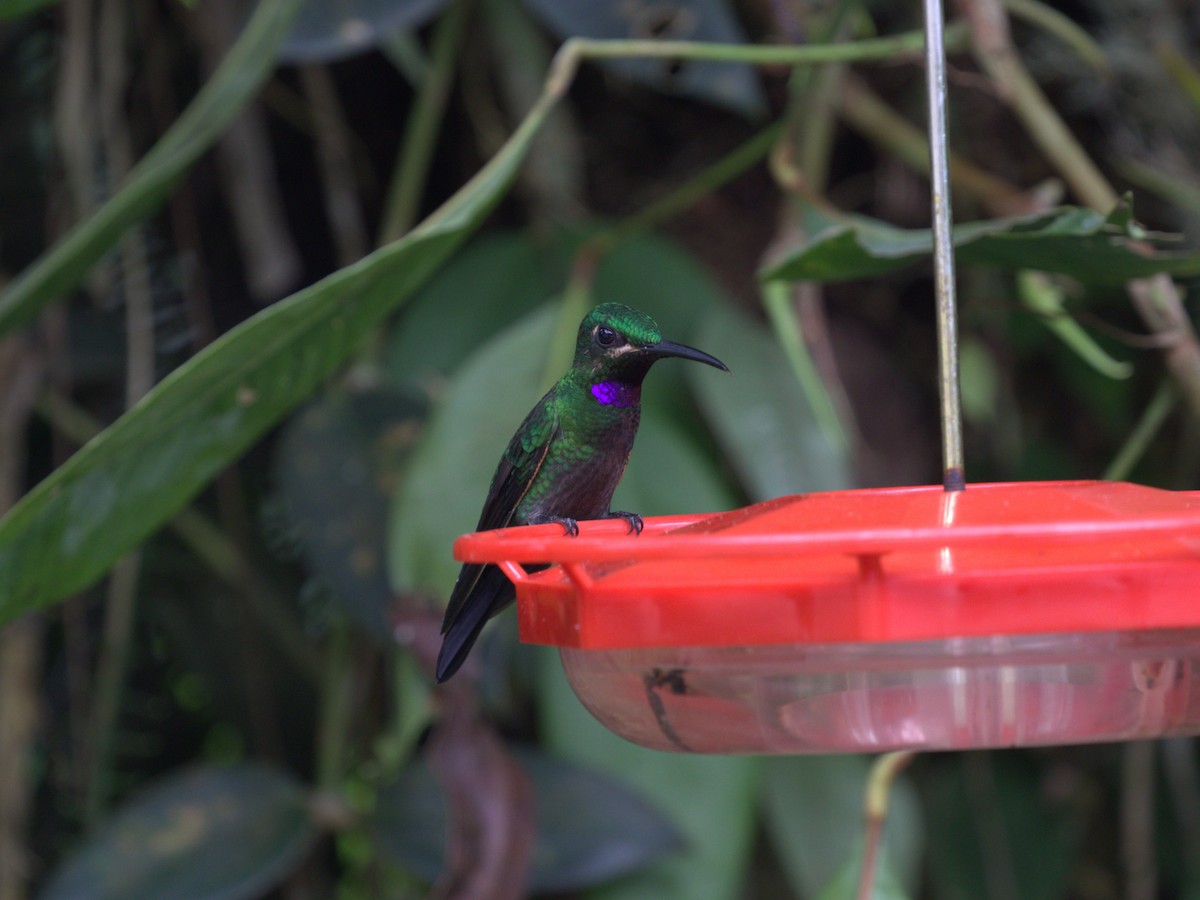 kolibřík zelenoprsý (ssp. schreibersii) - ML620835515