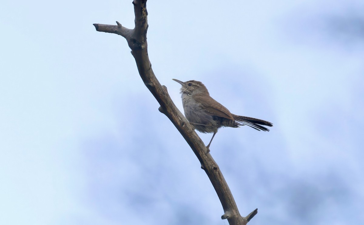 Bewick's Wren - ML620835516