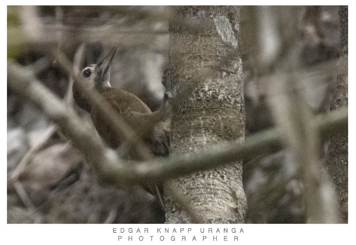 Smoky-brown Woodpecker - Edgar Knapp Uranga