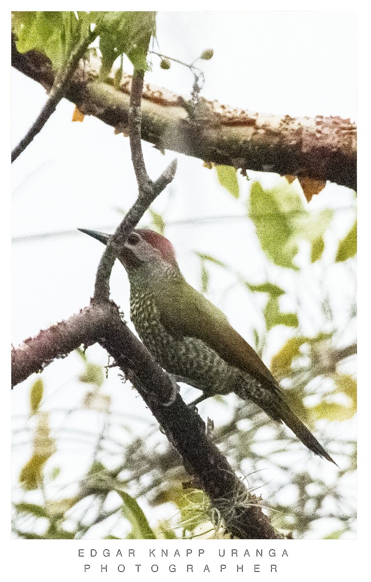 Golden-olive Woodpecker - ML620835521