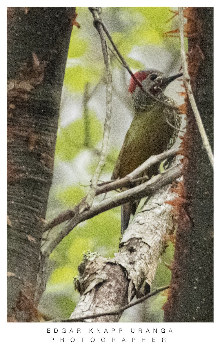 Golden-olive Woodpecker - ML620835522