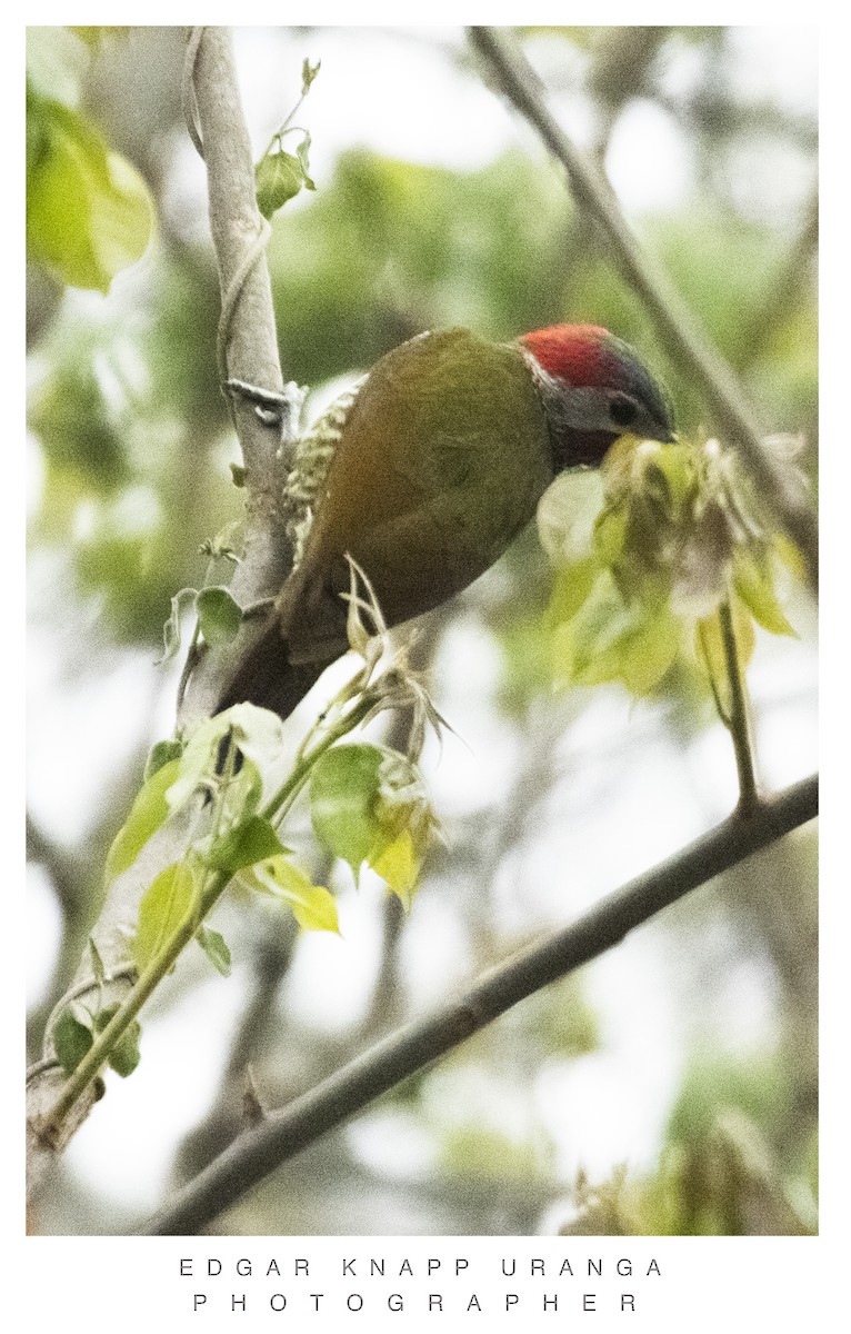 Golden-olive Woodpecker - ML620835523