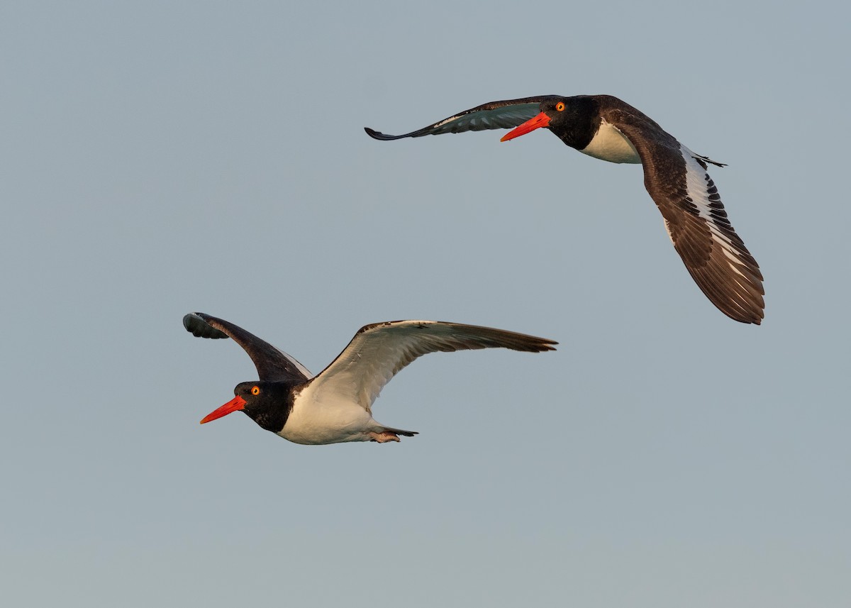 American Oystercatcher - ML620835525