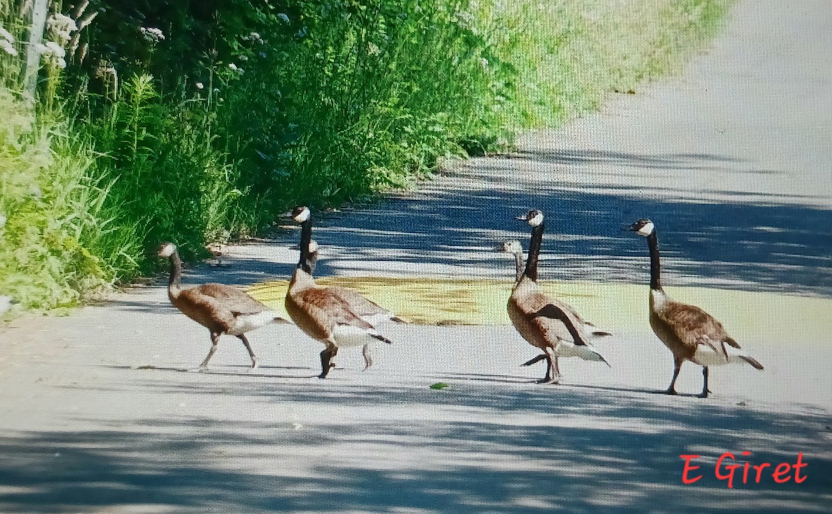 Canada Goose - ML620835527