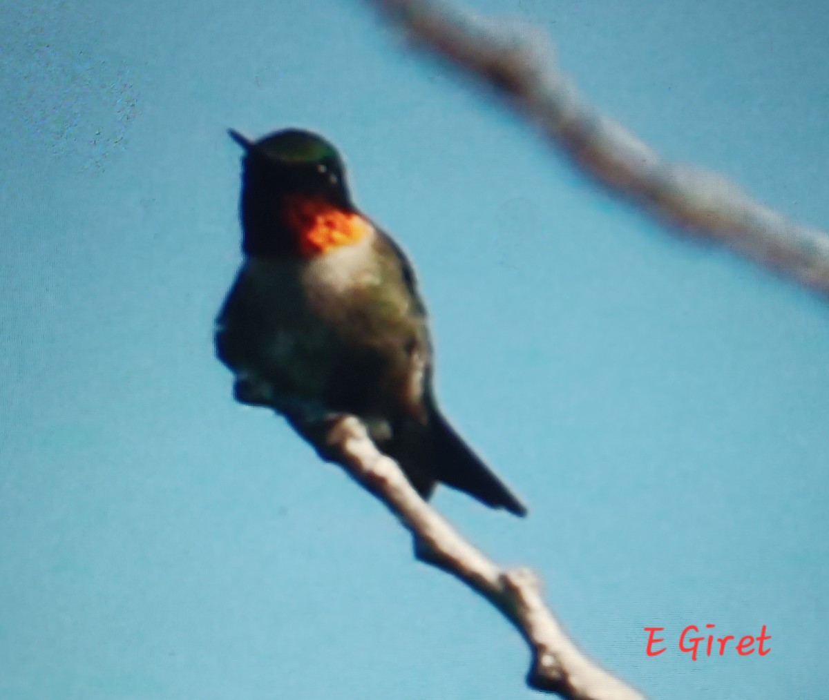Ruby-throated Hummingbird - ML620835529