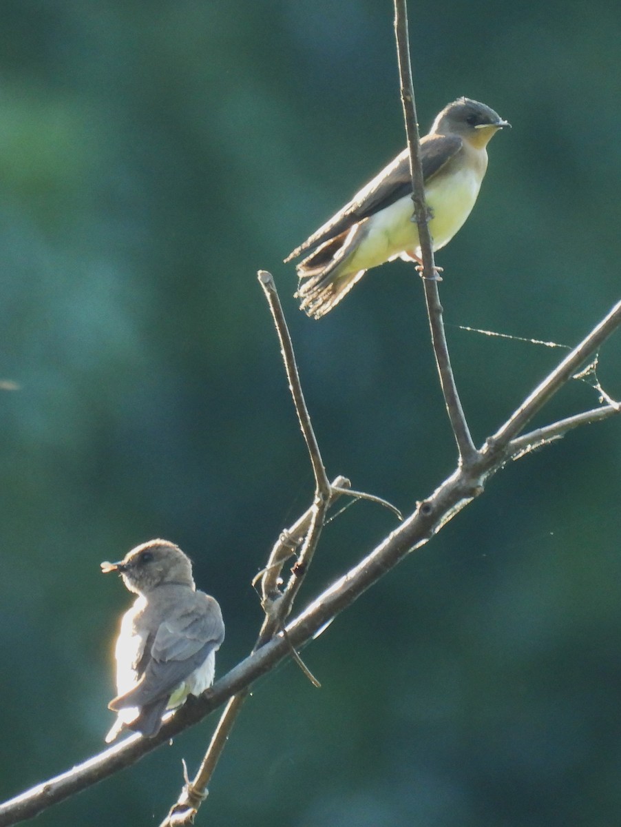 Northern Rough-winged Swallow - ML620835553