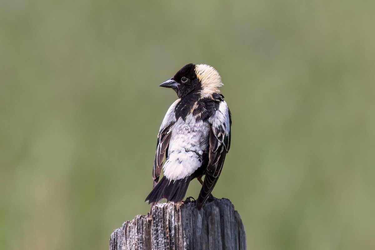 Bobolink - Mark Stephenson