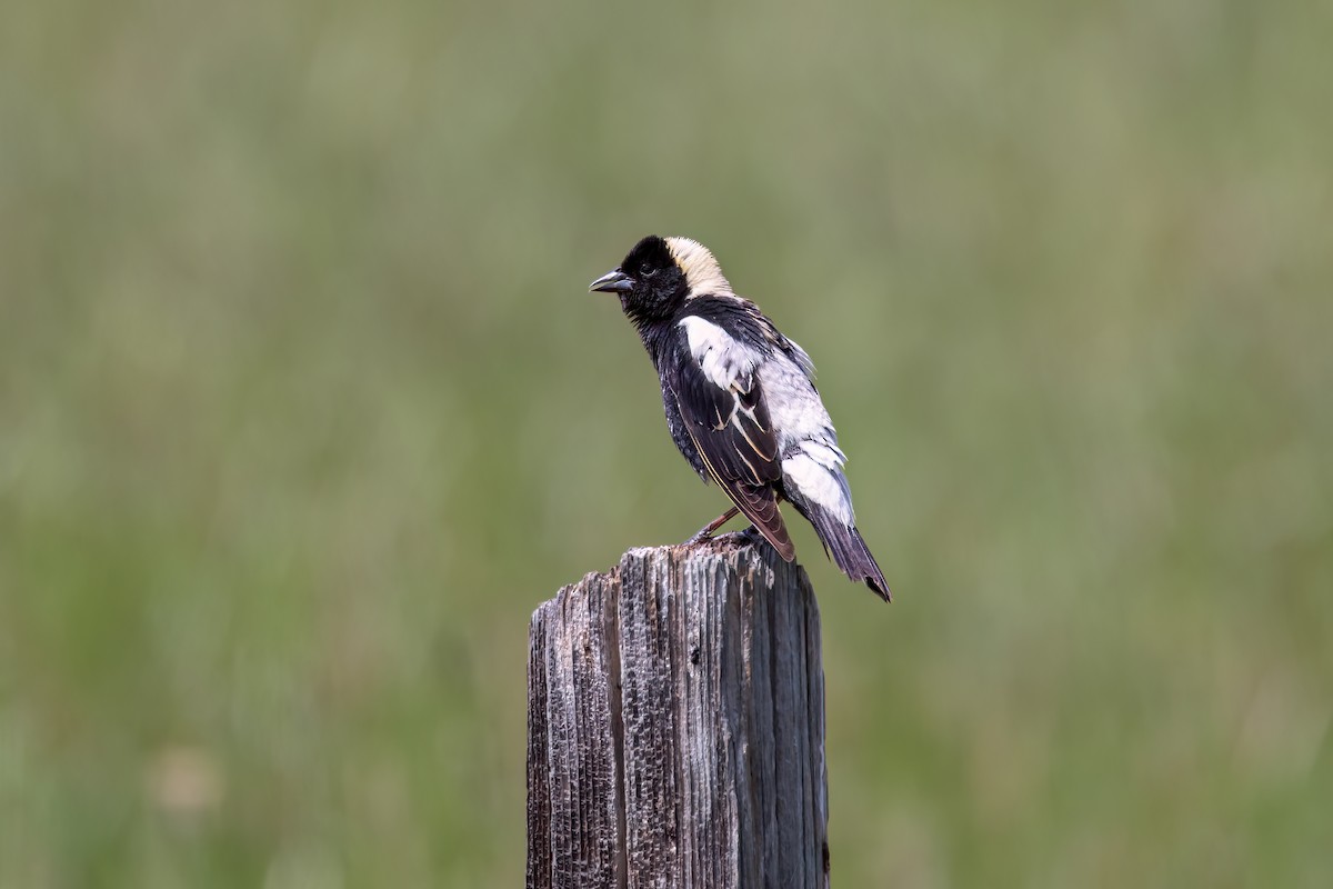 bobolink - ML620835567