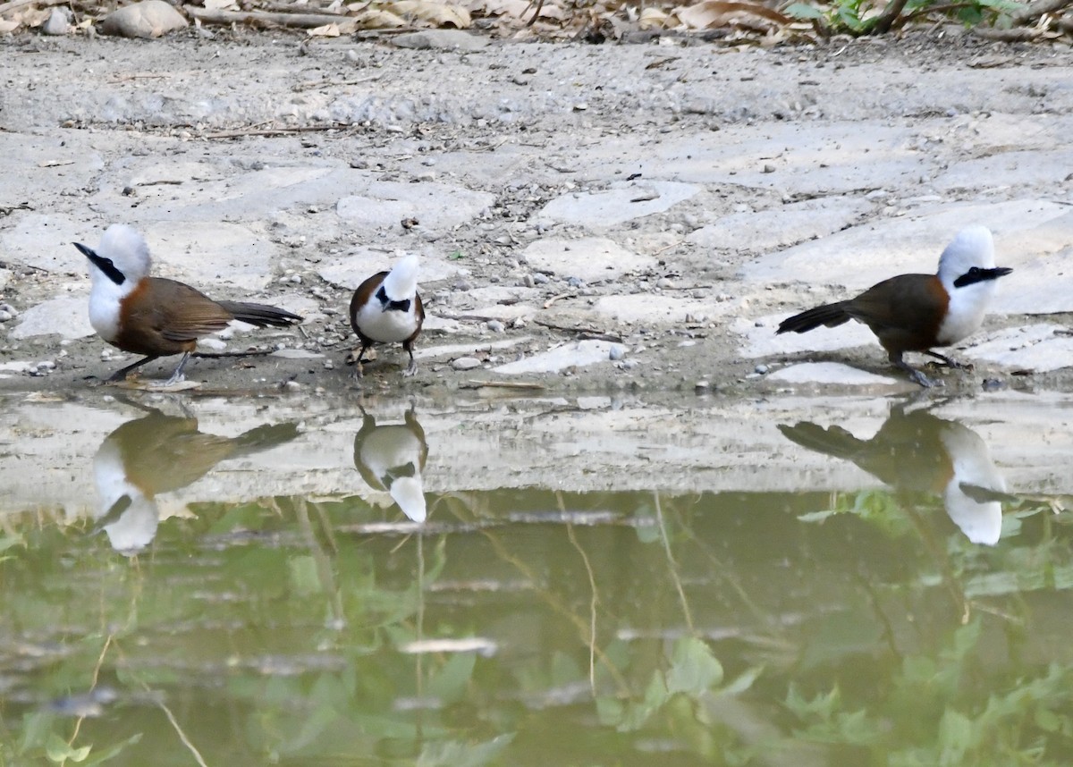 White-crested Laughingthrush - ML620835571