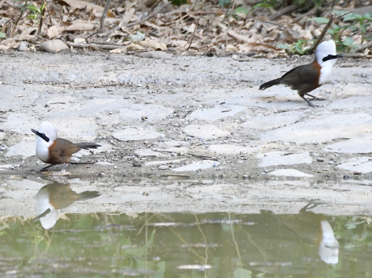 White-crested Laughingthrush - ML620835576