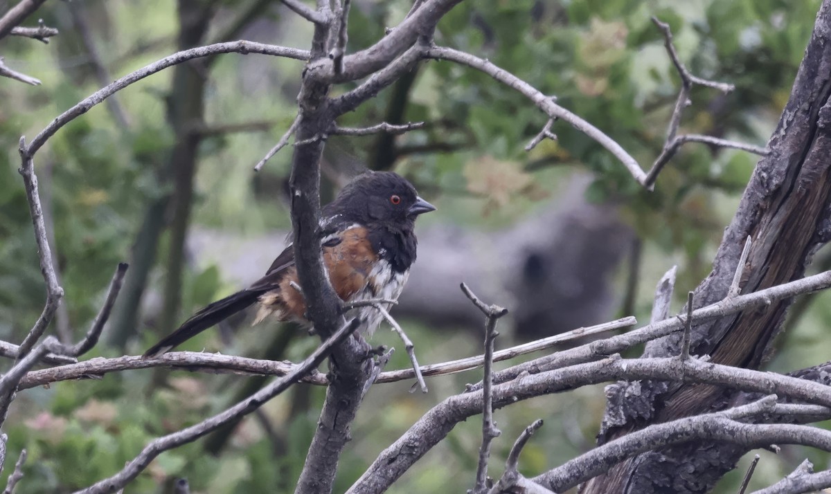 Spotted Towhee - ML620835580