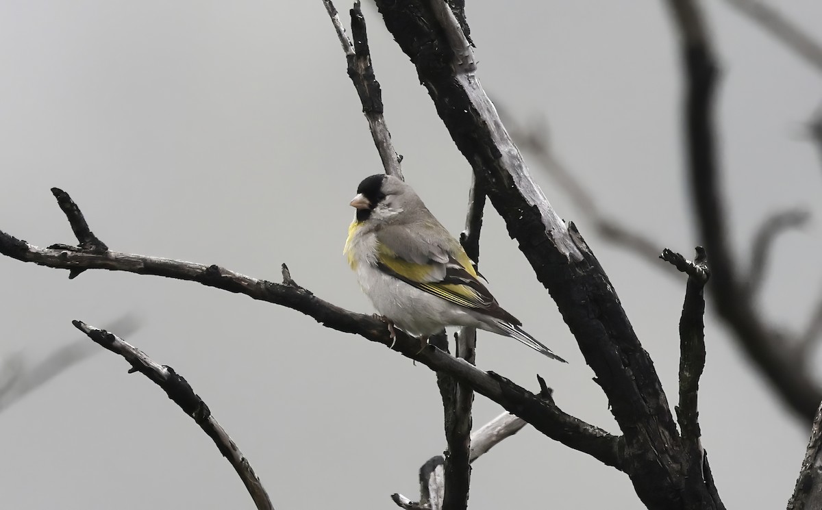 Lawrence's Goldfinch - ML620835581