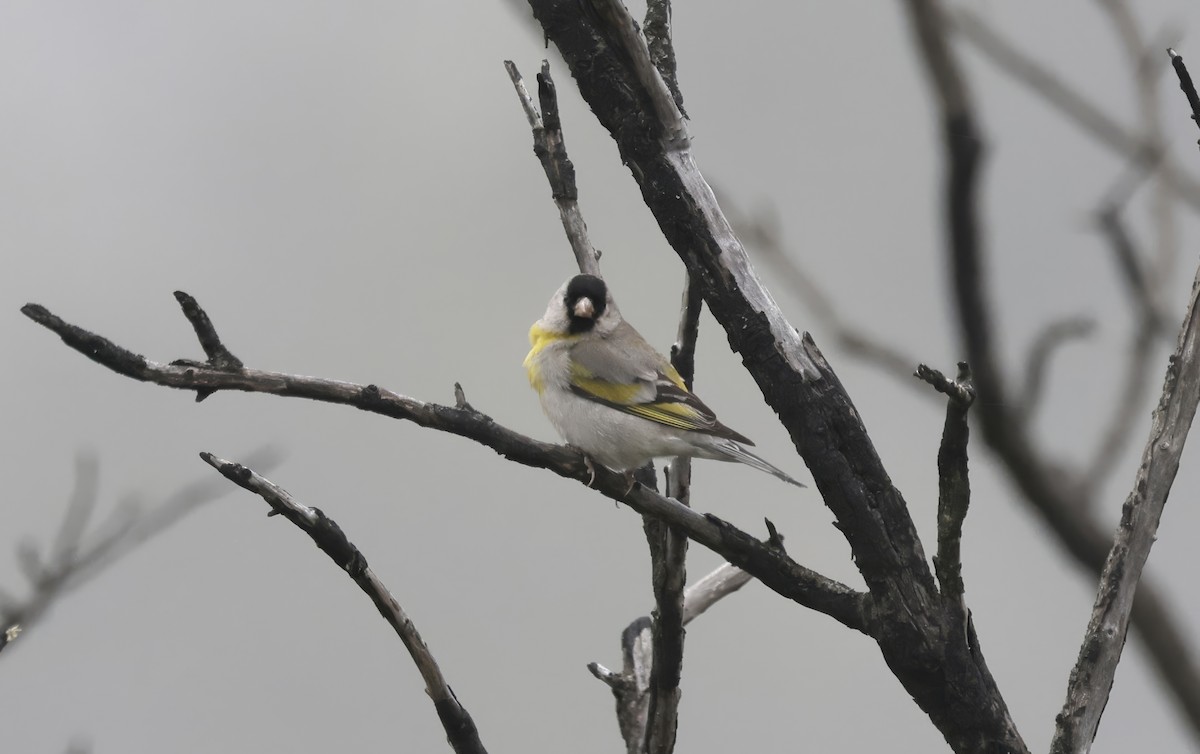 Lawrence's Goldfinch - ML620835582
