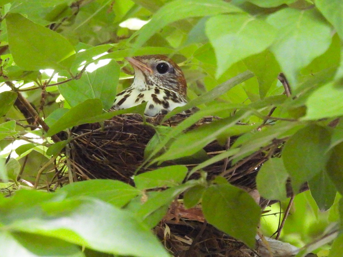 Wood Thrush - ML620835583