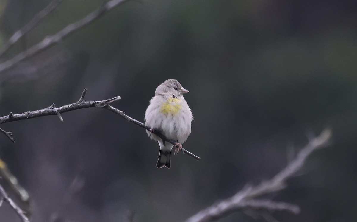 Lawrence's Goldfinch - ML620835589