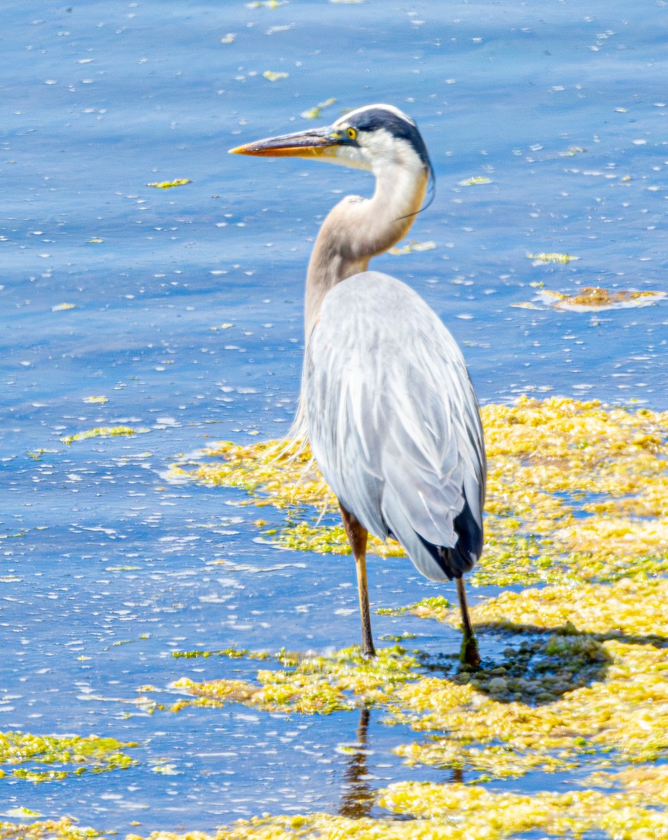 Great Blue Heron - ML620835590