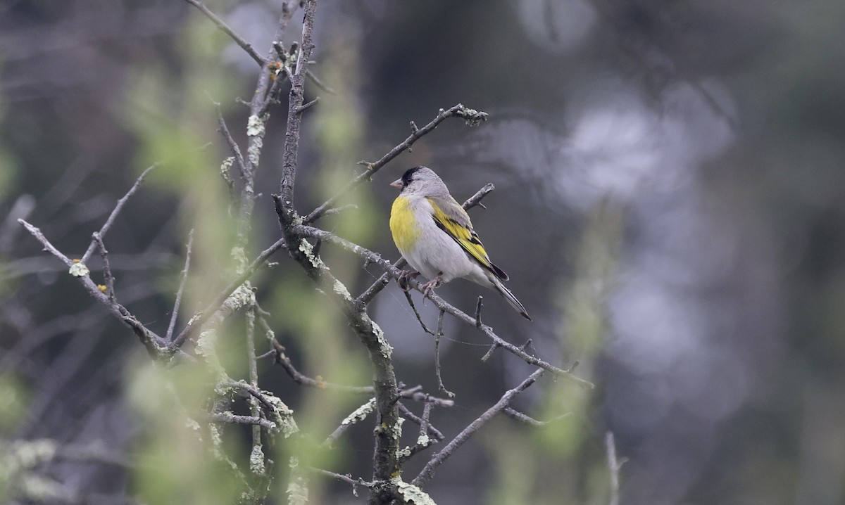 Lawrence's Goldfinch - ML620835591