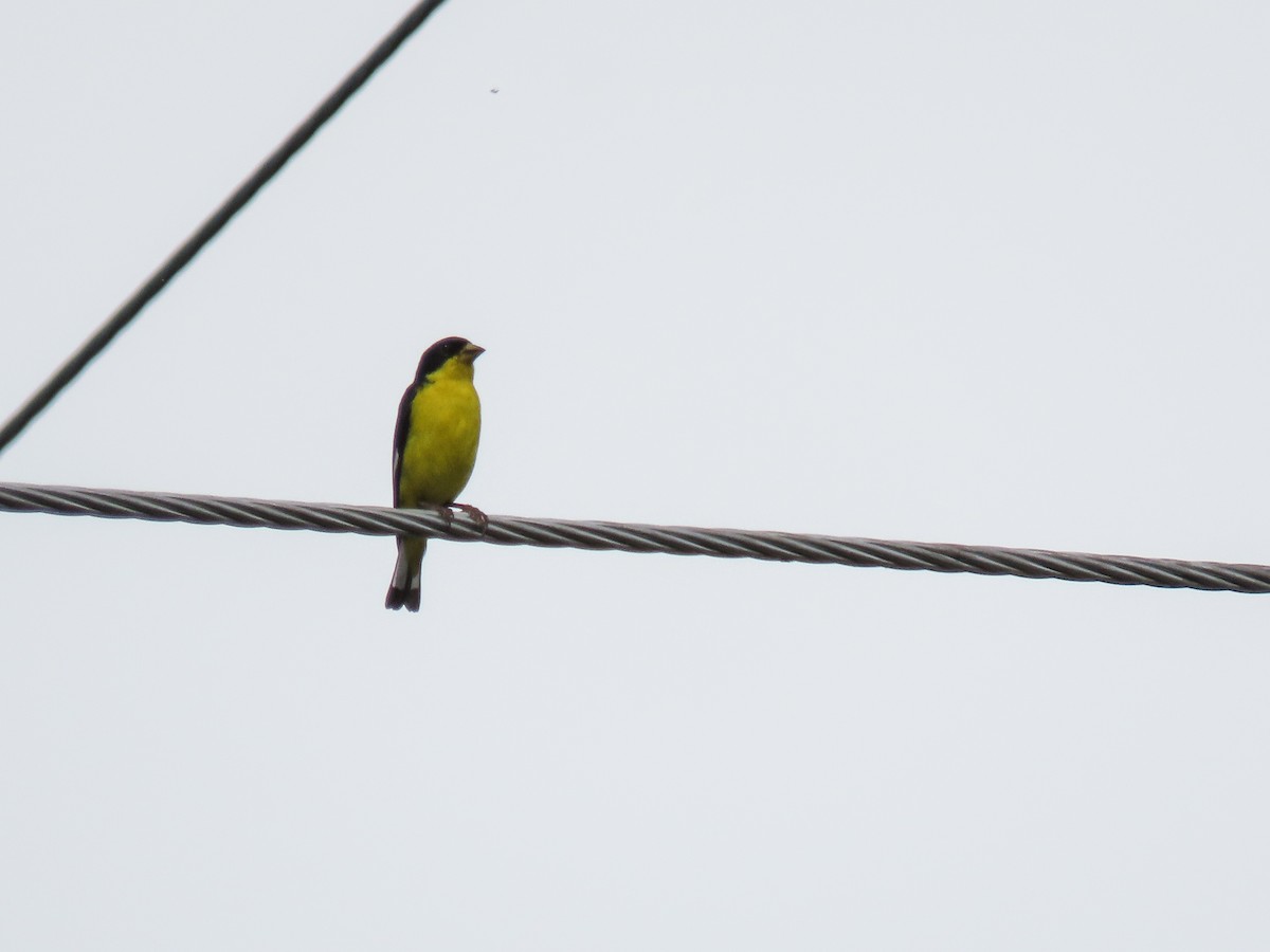 Lesser Goldfinch - ML620835598