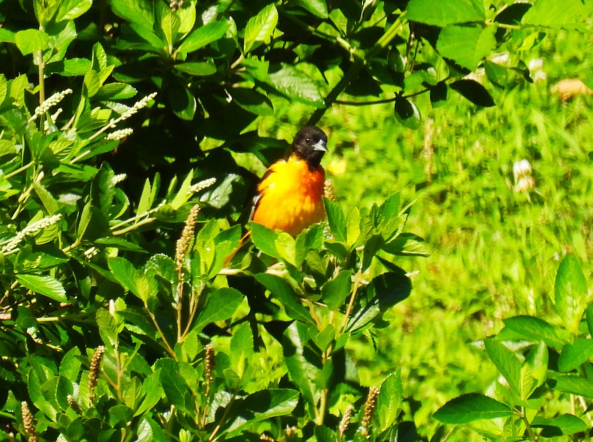 Baltimore Oriole - ML620835601