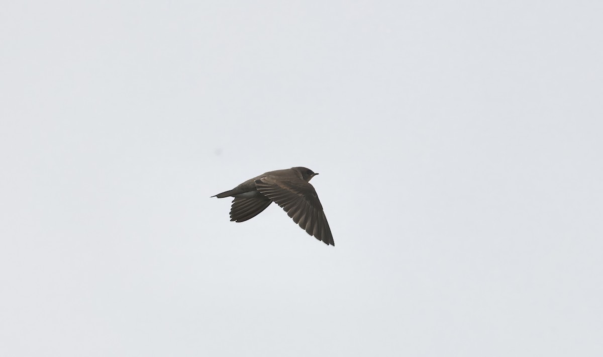 Northern Rough-winged Swallow - ML620835604