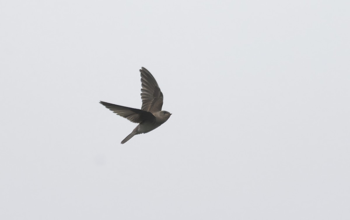 Northern Rough-winged Swallow - ML620835610