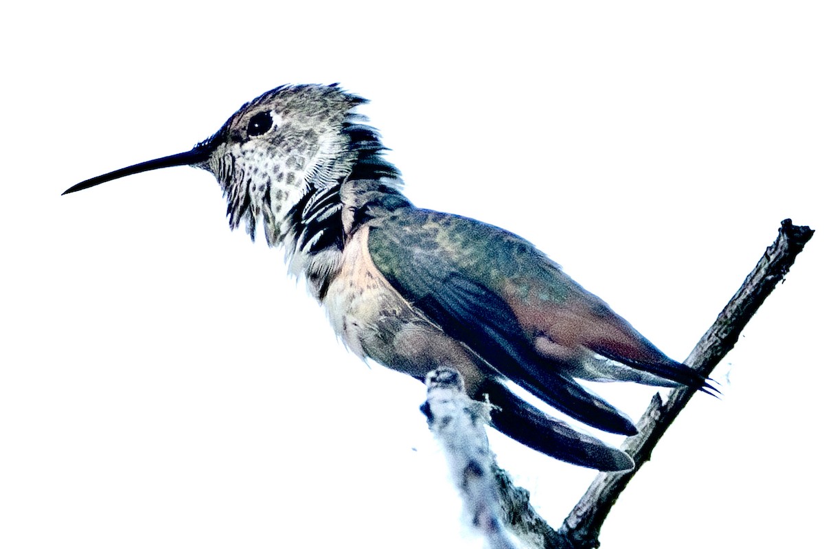 Allen's Hummingbird - ML620835641