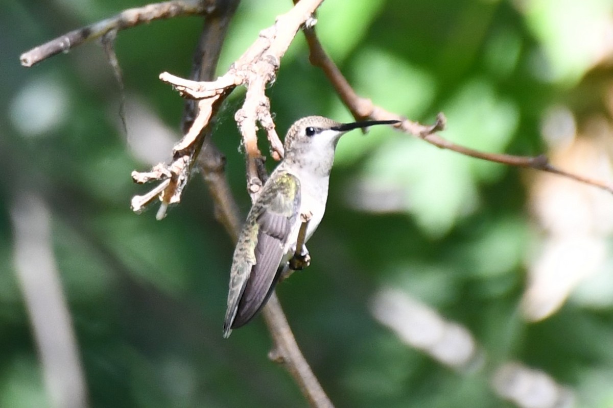 Black-chinned Hummingbird - ML620835647