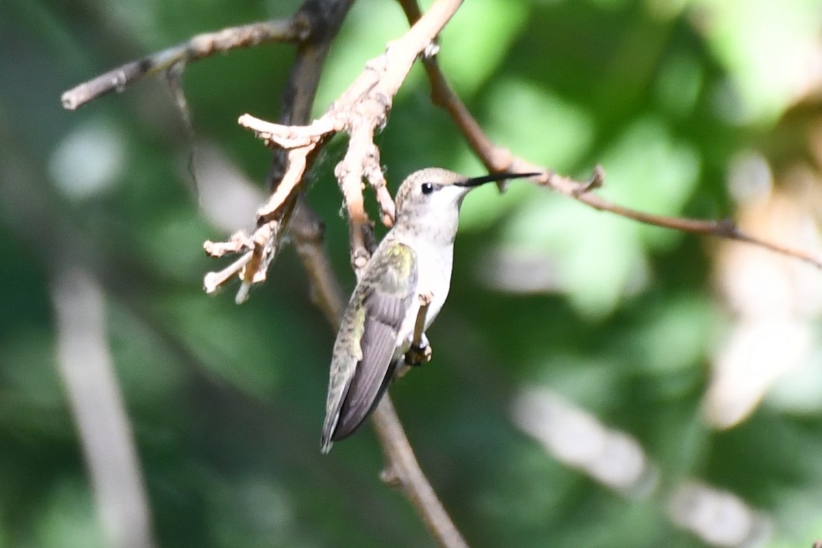 Black-chinned Hummingbird - ML620835648