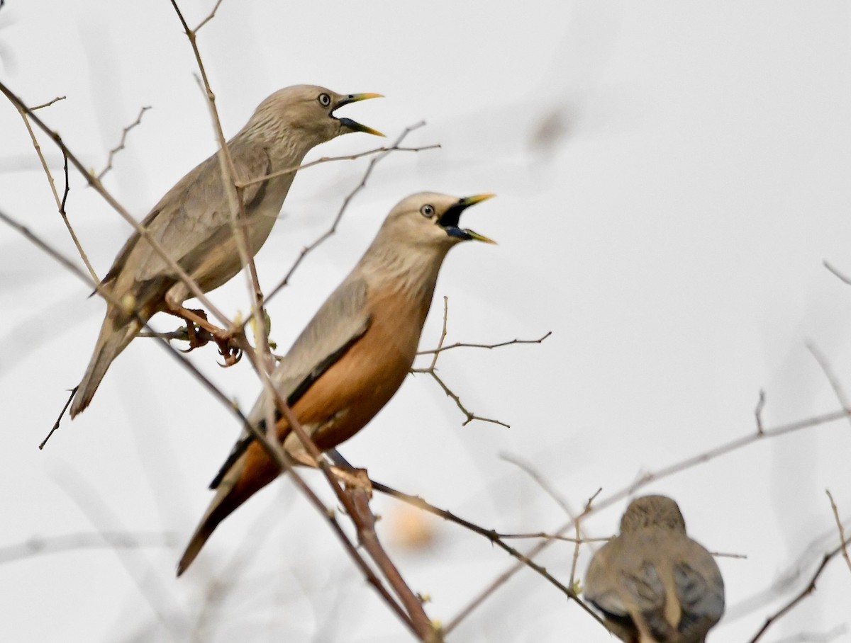 Chestnut-tailed Starling - ML620835661