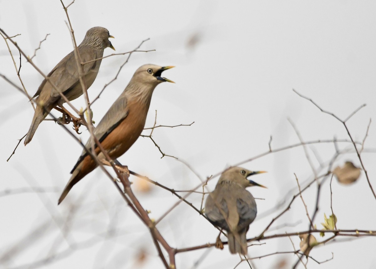 Chestnut-tailed Starling - ML620835662