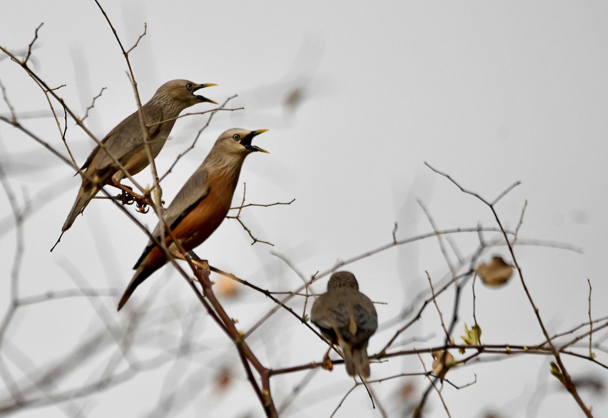 Chestnut-tailed Starling - ML620835665