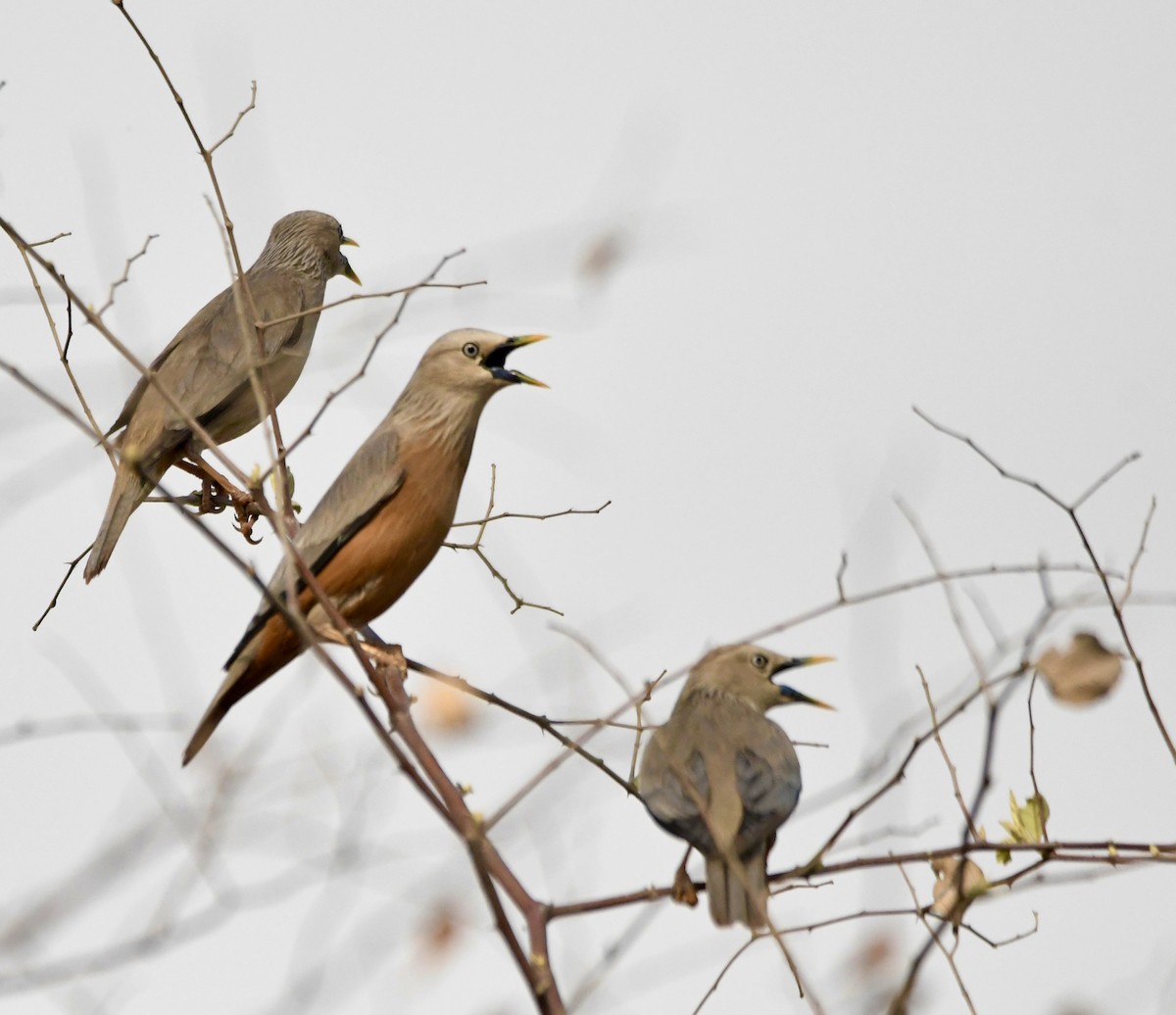 Chestnut-tailed Starling - ML620835666