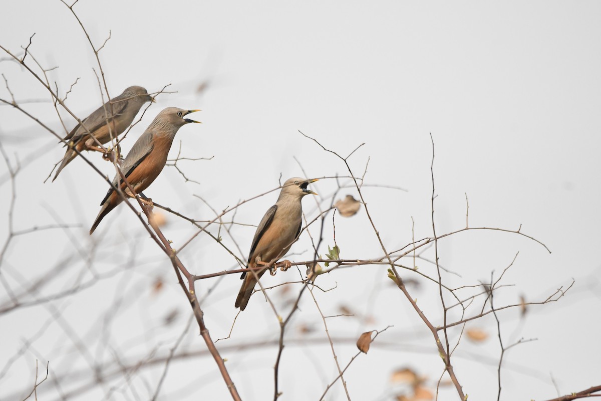 Chestnut-tailed Starling - ML620835667