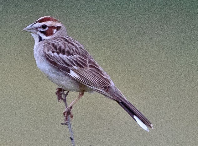 Lark Sparrow - Kenneth Butler