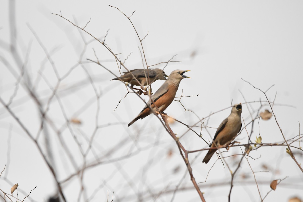 Chestnut-tailed Starling - ML620835669