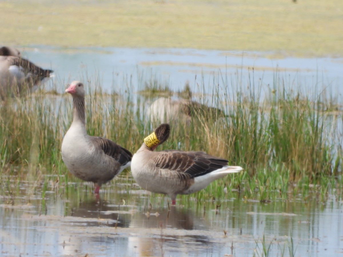 Graylag Goose - ML620835678