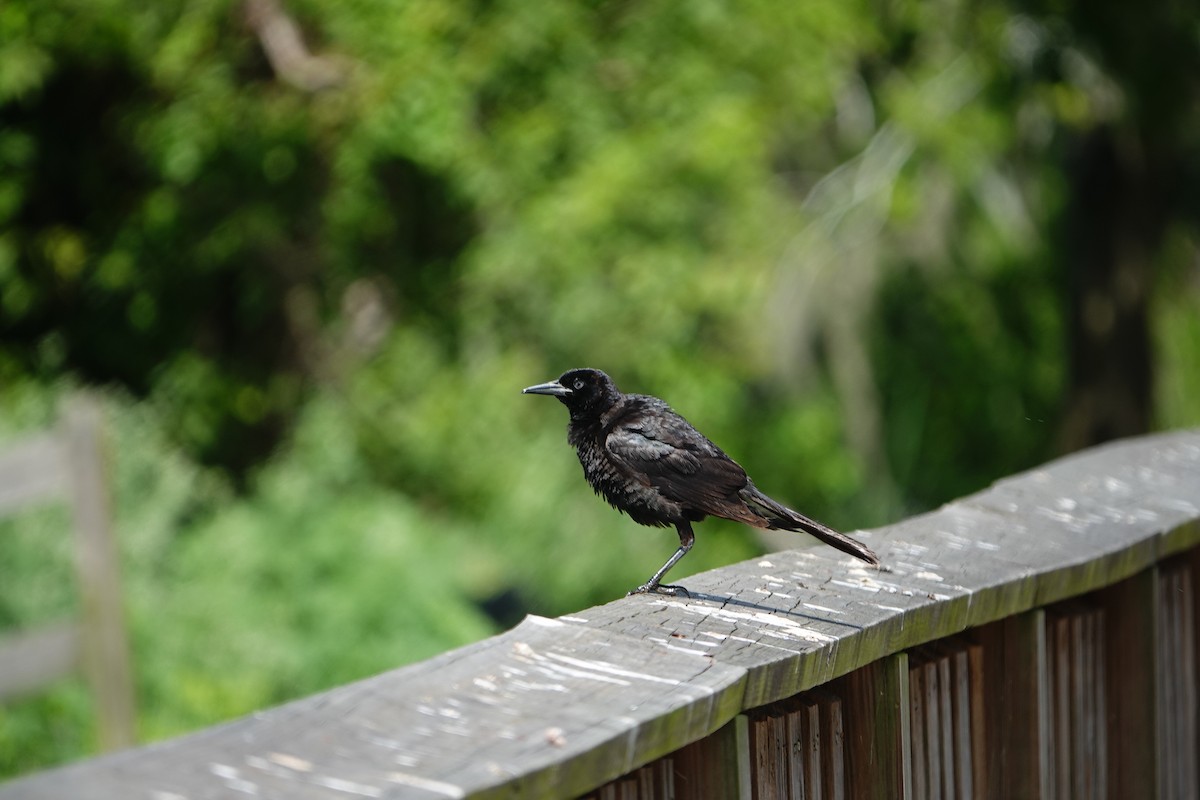 Great-tailed Grackle - ML620835689