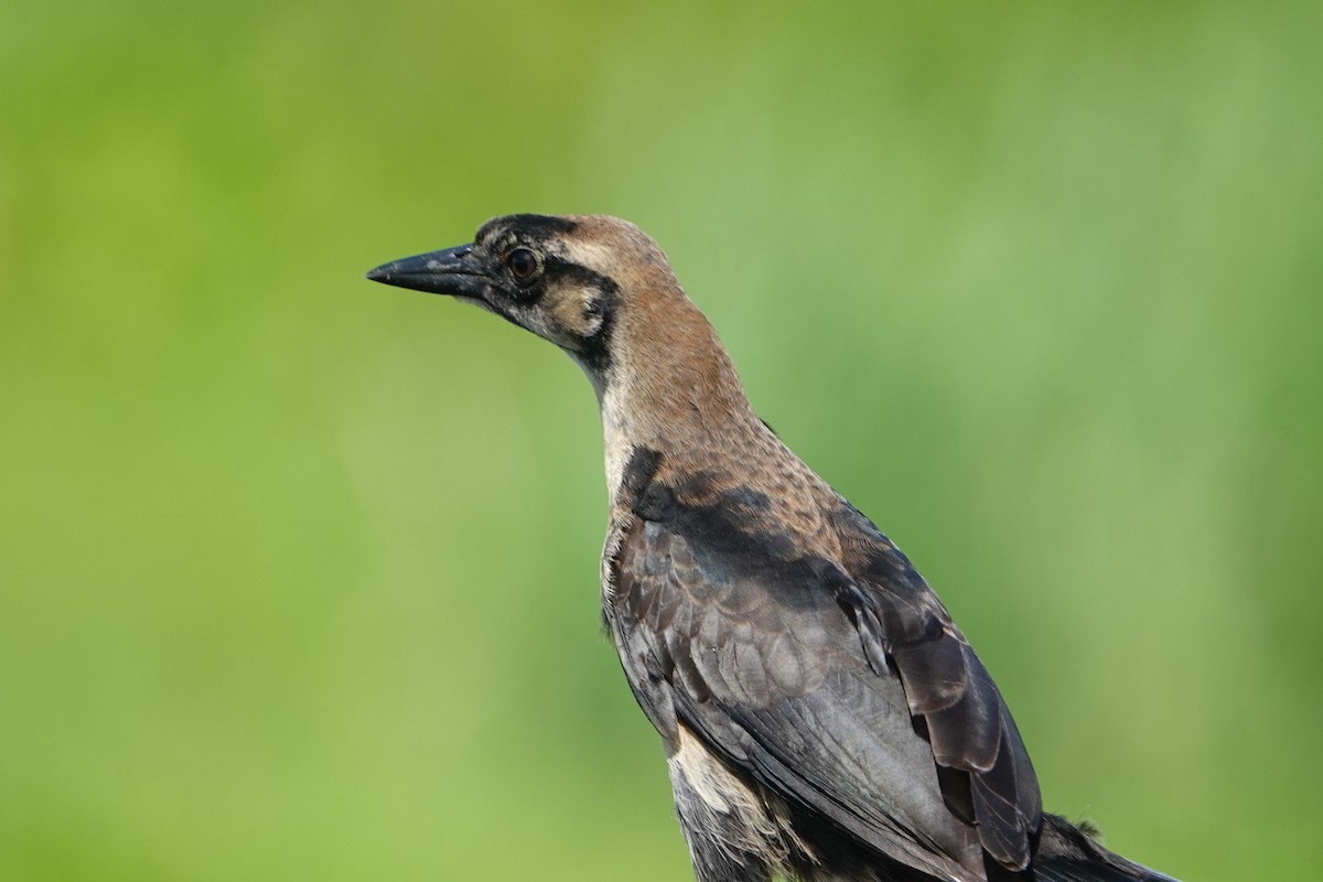 Boat-tailed Grackle - ML620835690