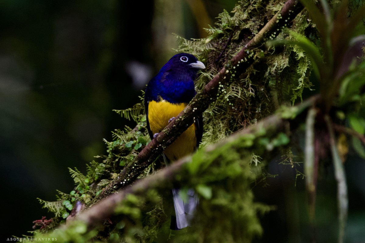 Green-backed Trogon - ML620835692