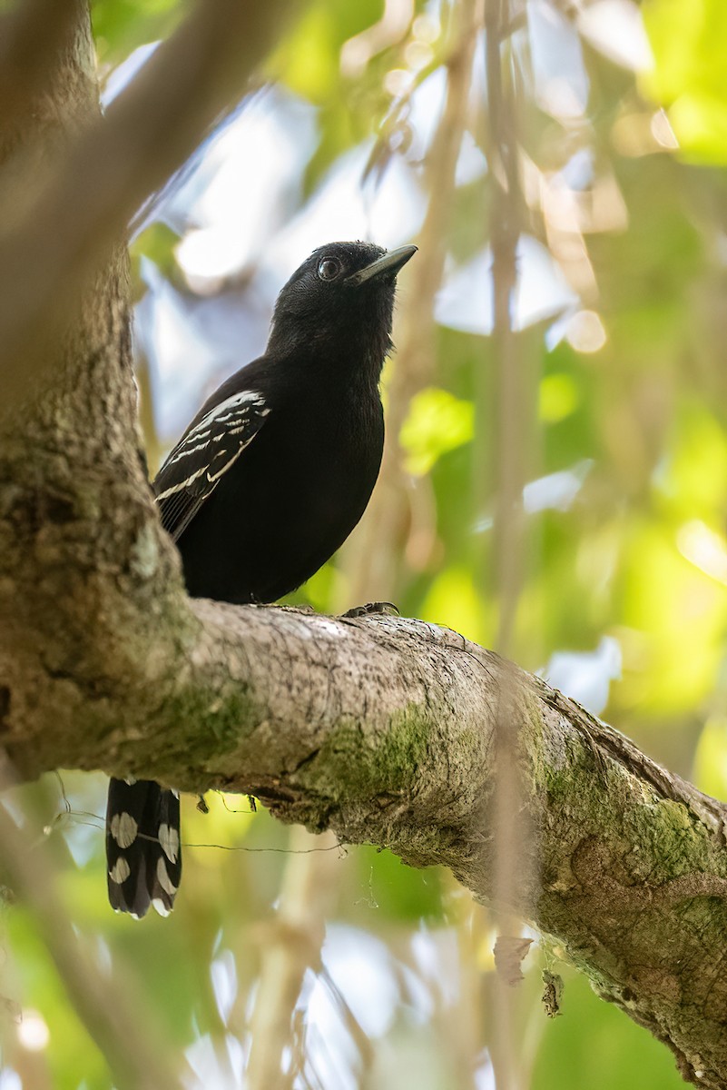 Bananal Antbird - ML620835699