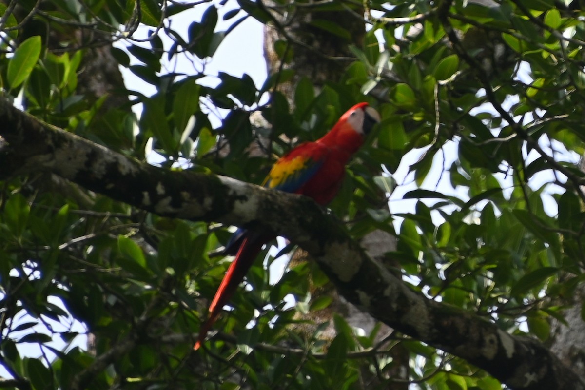Scarlet Macaw - ML620835708