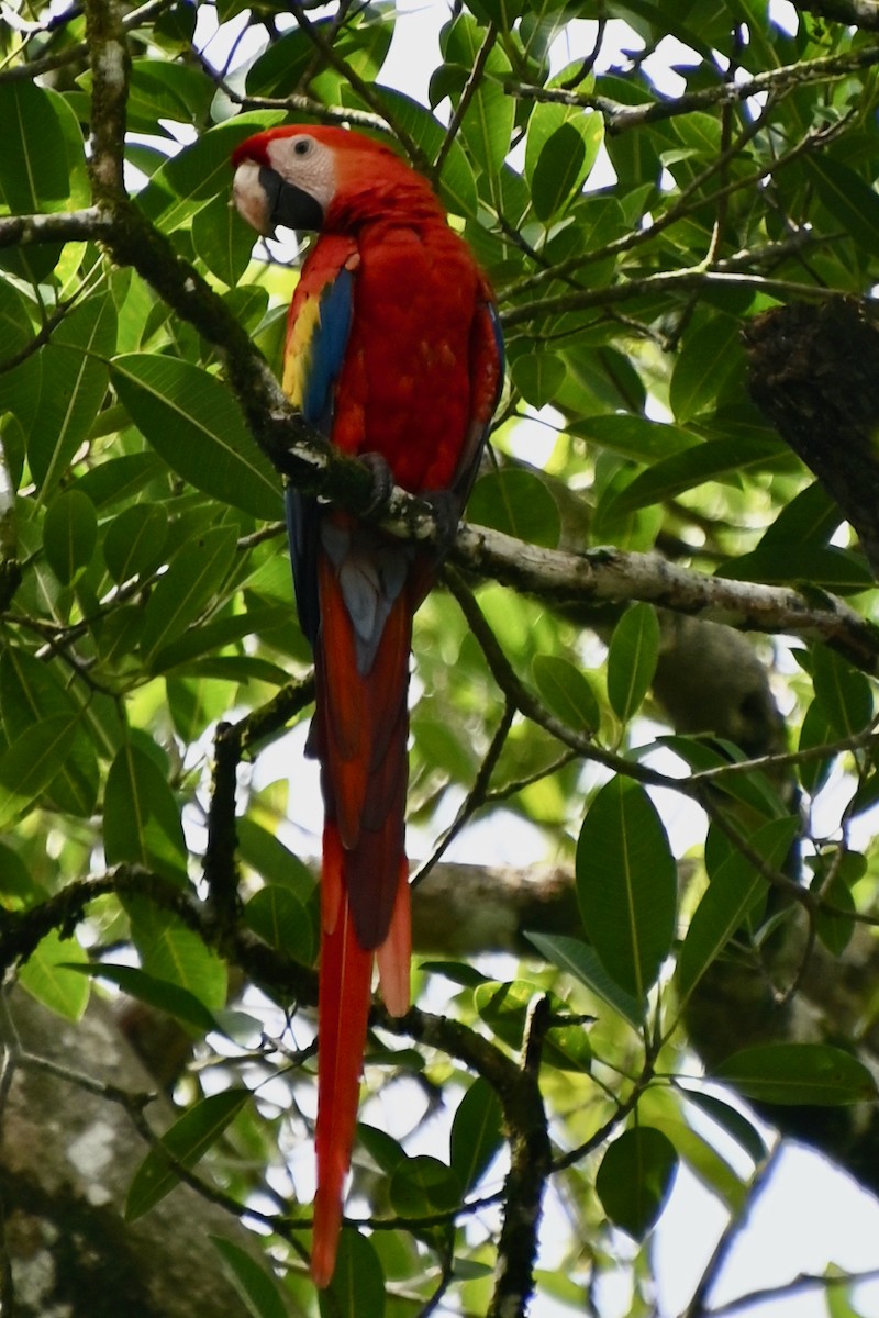Scarlet Macaw - ML620835709
