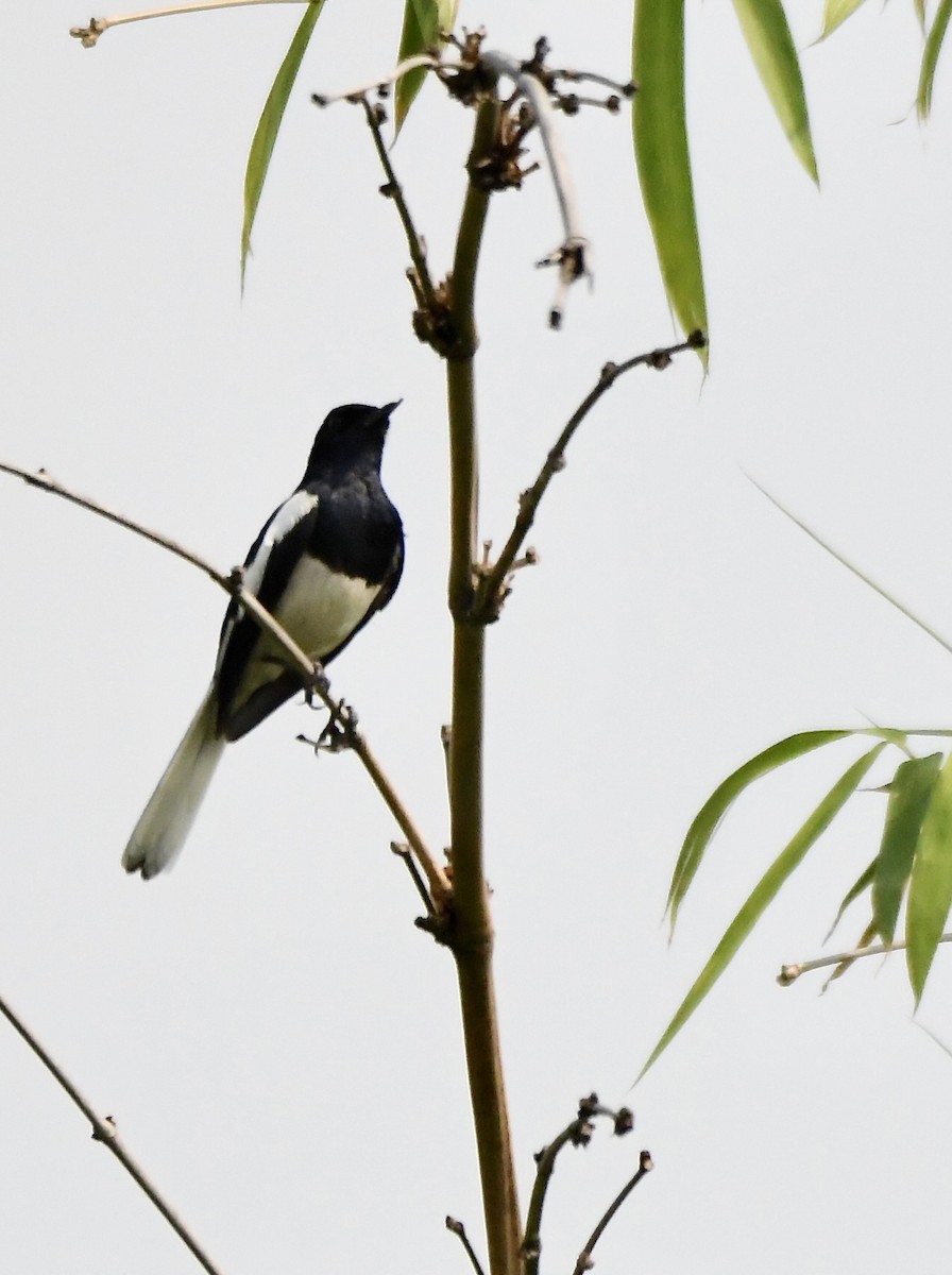 Oriental Magpie-Robin - mark perry