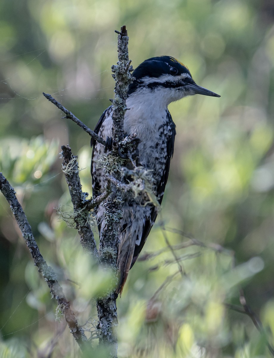 Black-backed Woodpecker - ML620835724