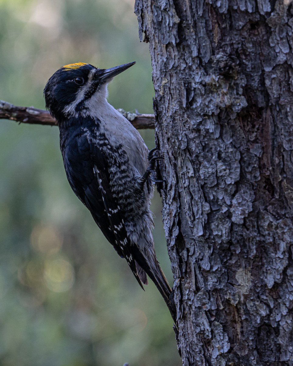 Black-backed Woodpecker - ML620835725