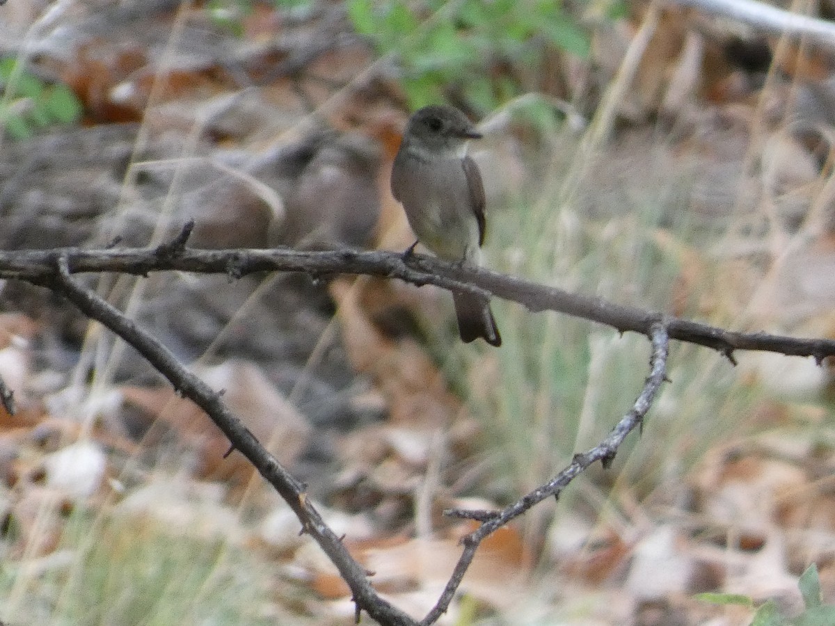 Western Wood-Pewee - ML620835728