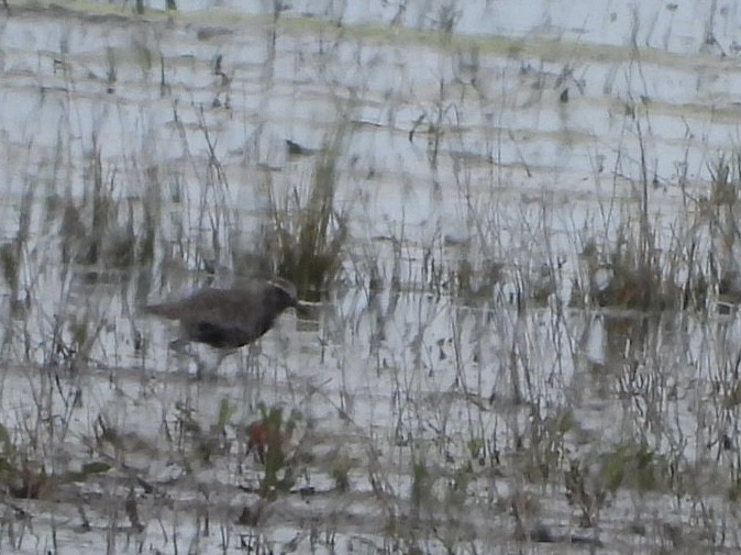 Black-bellied Plover - ML620835729