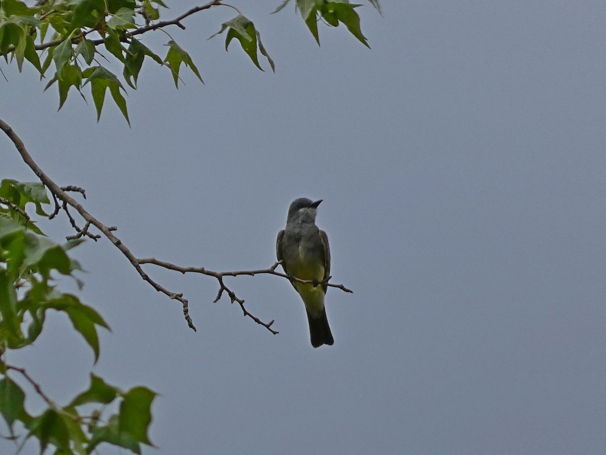 Cassin's Kingbird - ML620835730