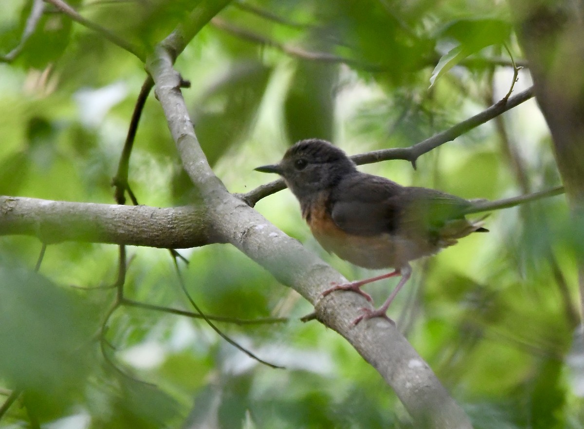 White-rumped Shama - ML620835732